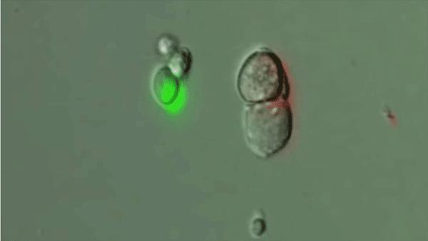 Gut Endocrine Cell Connects with Neuron