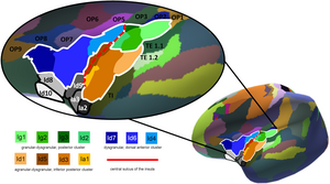 Insula Maximum Probability Map