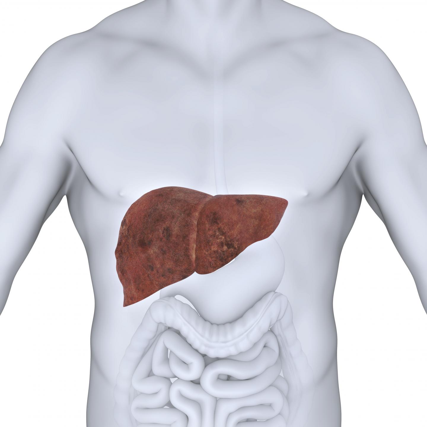 Liver