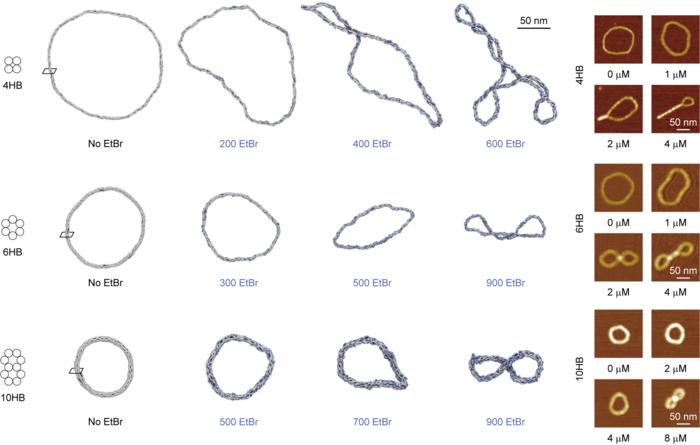 Figure 2. Prediction and Experiment of DNA Ring Structure Supercoiling Phenomenon with Varying EtBr Concentrations