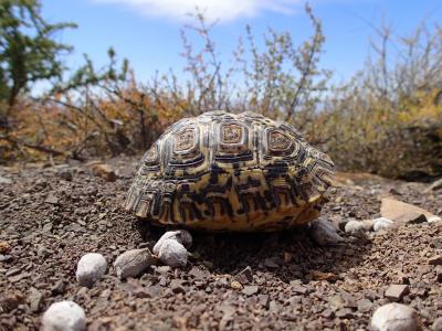 A Juvenile Leopard Tortoise
