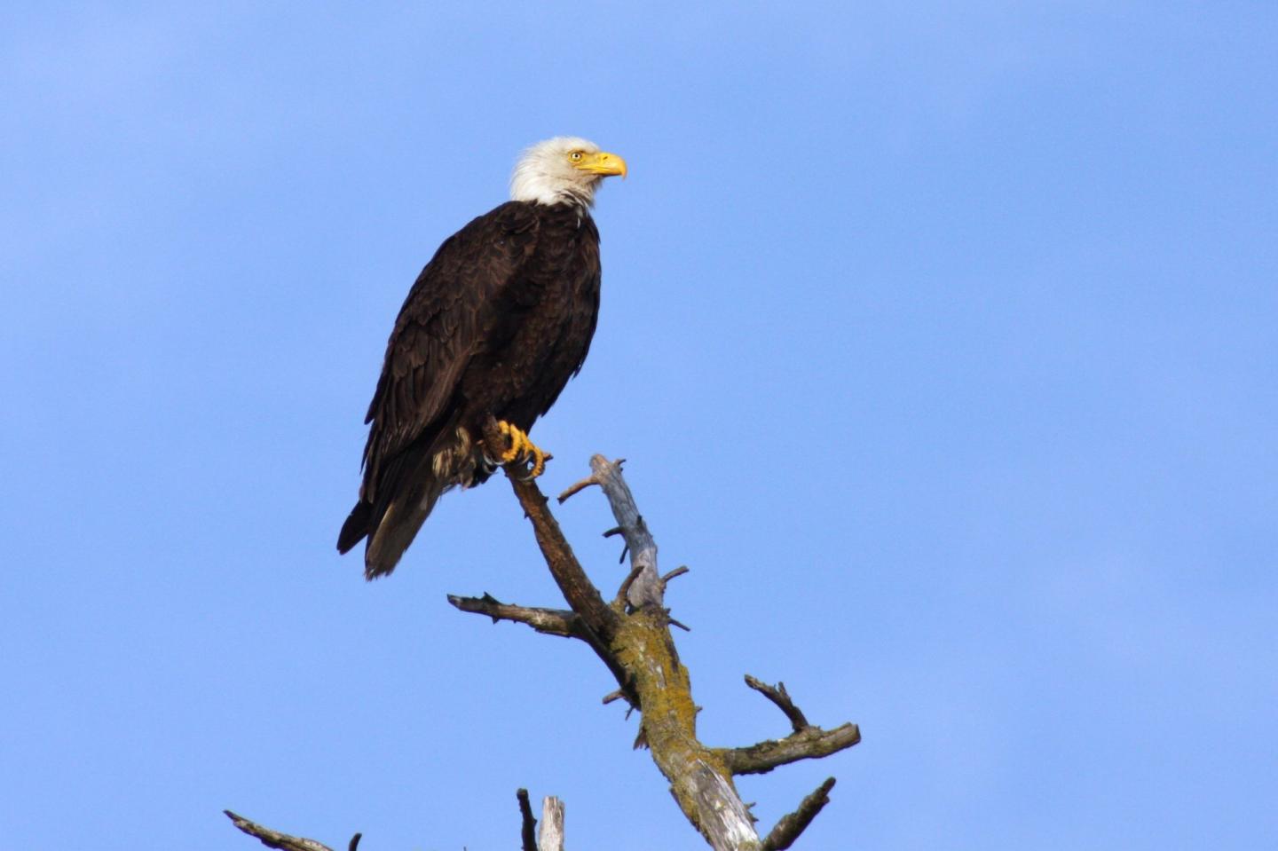 82% of dead US eagles studied between 2014-18 had rat poison in their systems