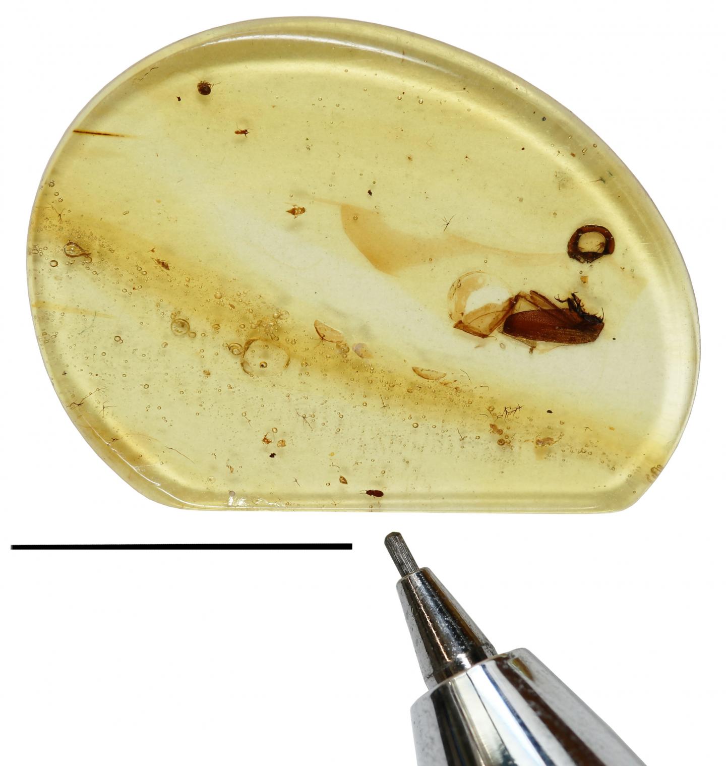 Beetle in Amber with Pencil Tip for Scale