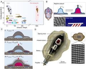 Adhesion and Crawling Ability and Mechanism of the Rock-climbing Fish and Biomimetic Prototype Design