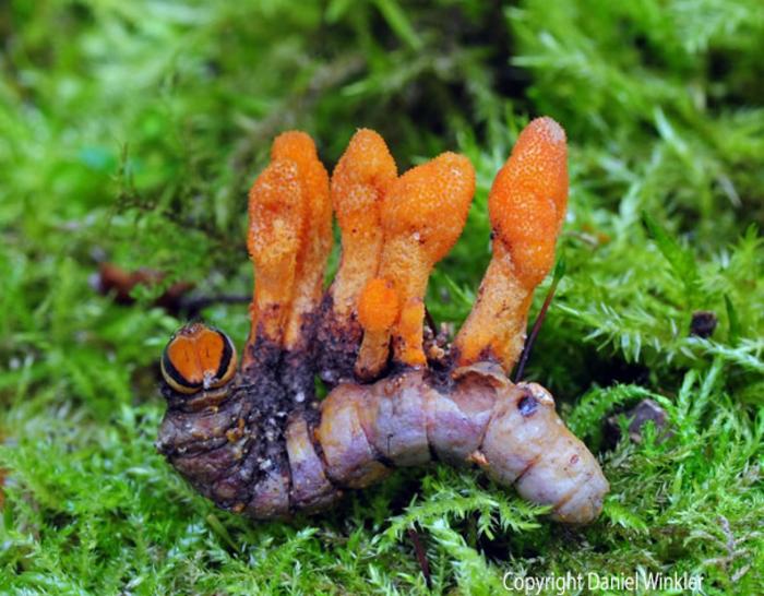 Caterpillar infected with Cordyceps militaris