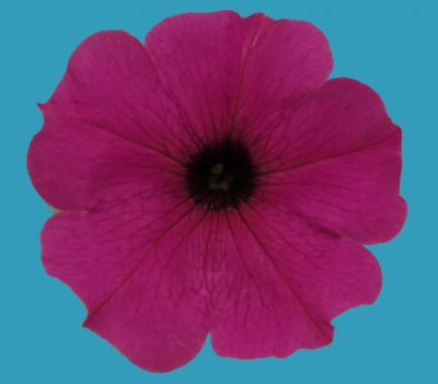 Roses Are Red -- Why Some Petunias Are Blue