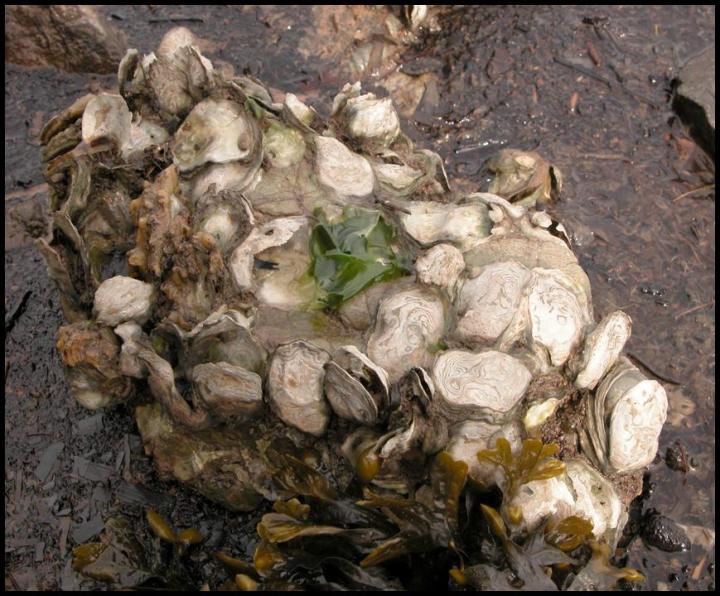 Oyster Boulder