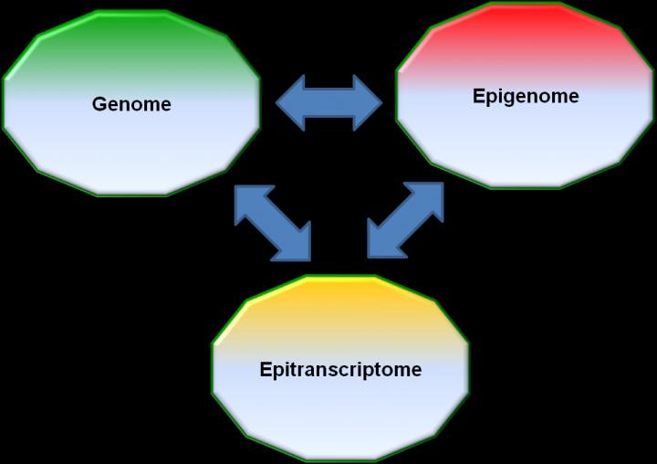 Epitranscriptome