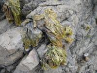 <i>Pyropia plicata</i> on Intertidal Rocks in Summer