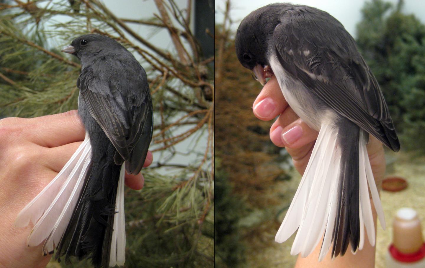 South Dakota and Virginia Juncos