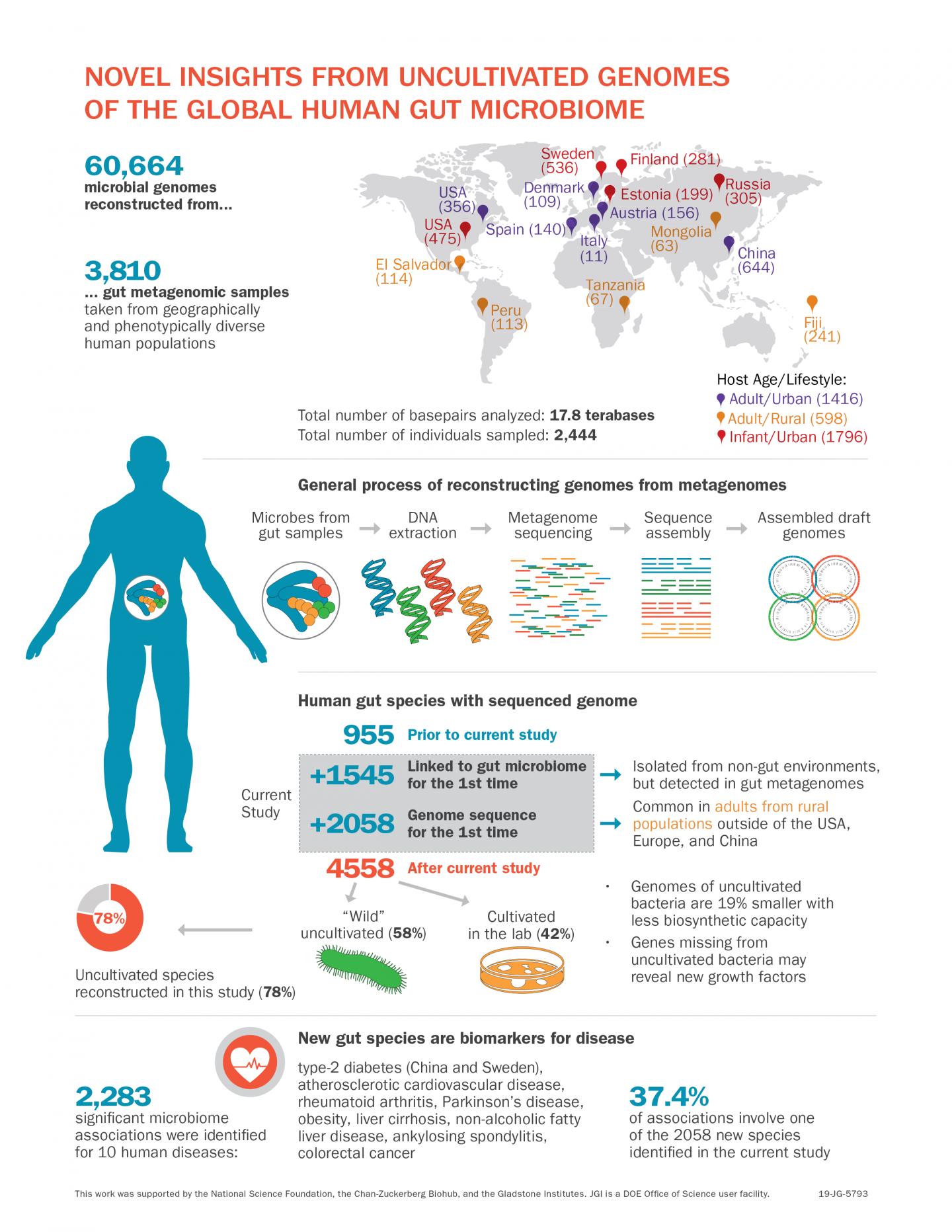 Novel Insights from Uncultivated Genomes of the Global Human Gut Microbiome