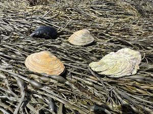 Four bivalve species found along the Maine coast