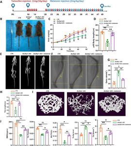 Melatonin ameliorates skeletal dysplasia of Col2a1-CreERT2;Slc26a2fl/fl mice.