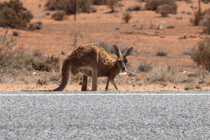 Drought affected kangaroo.