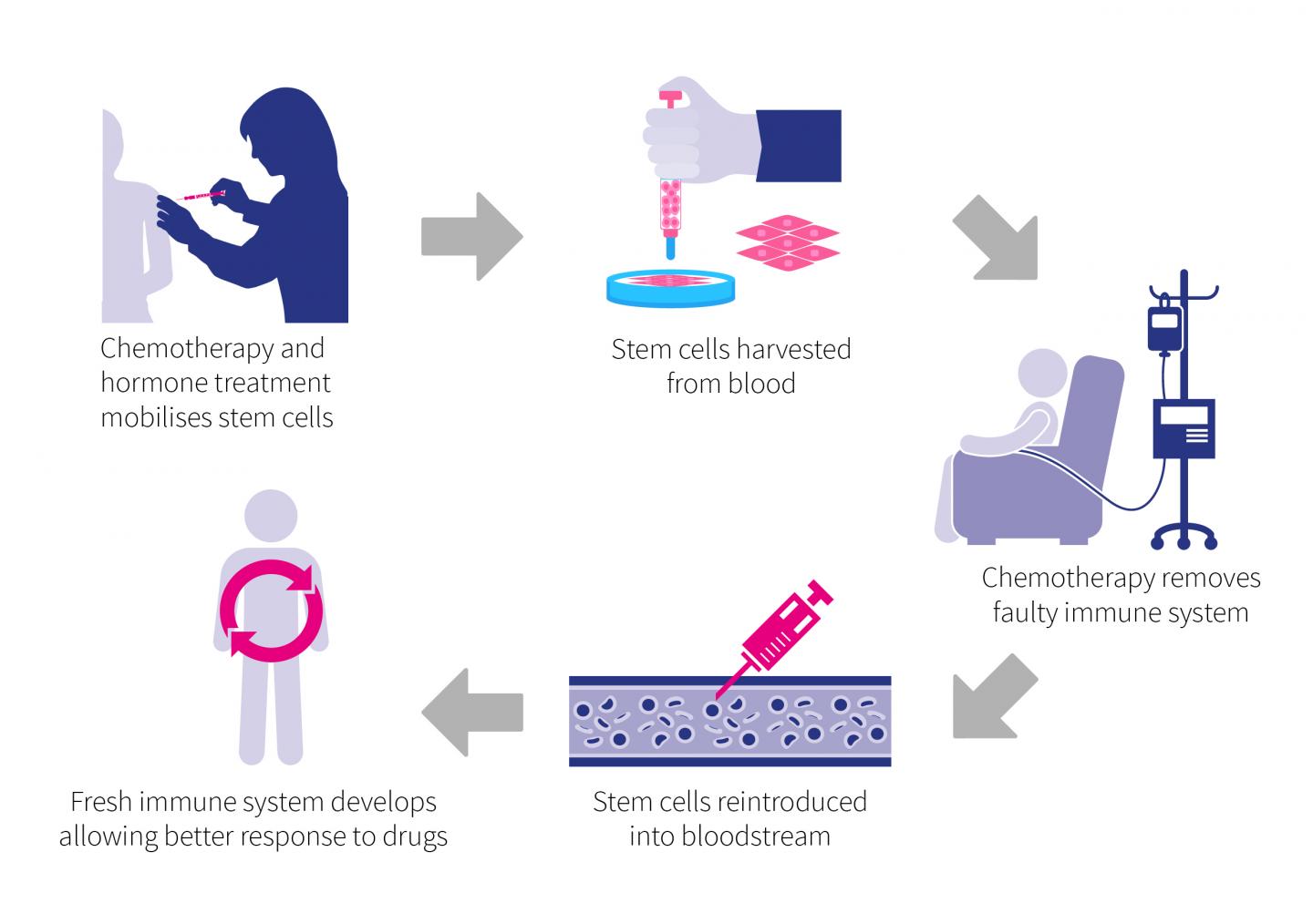 embryonic stem cells diagram