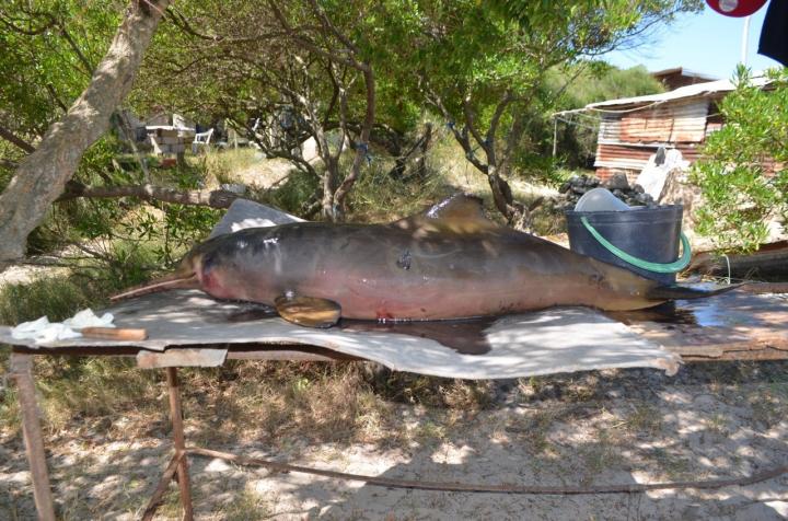 Pontoporia blainvillei