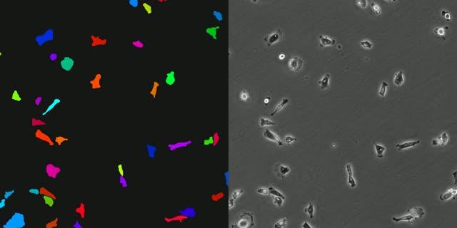 Cell movement observation