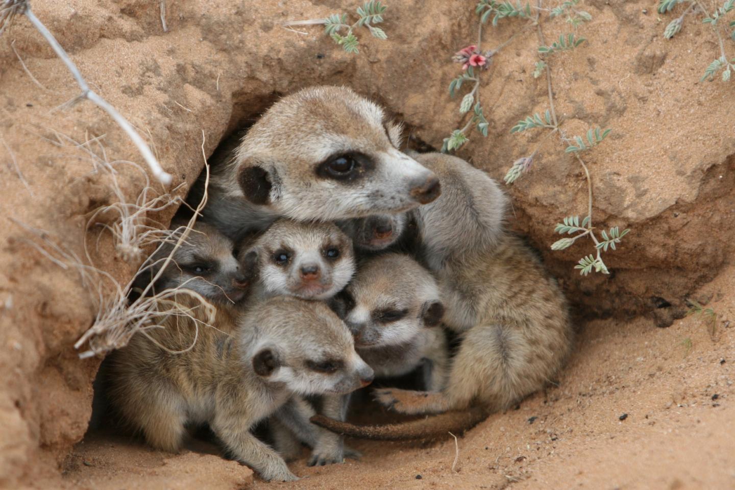 Meerkats