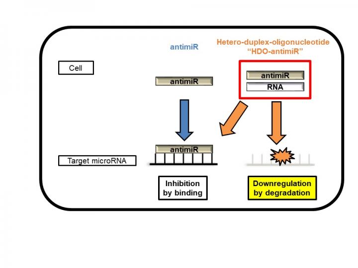 Image1:Intracellular mechanism of microRNA silencing by HDO-antimiR.