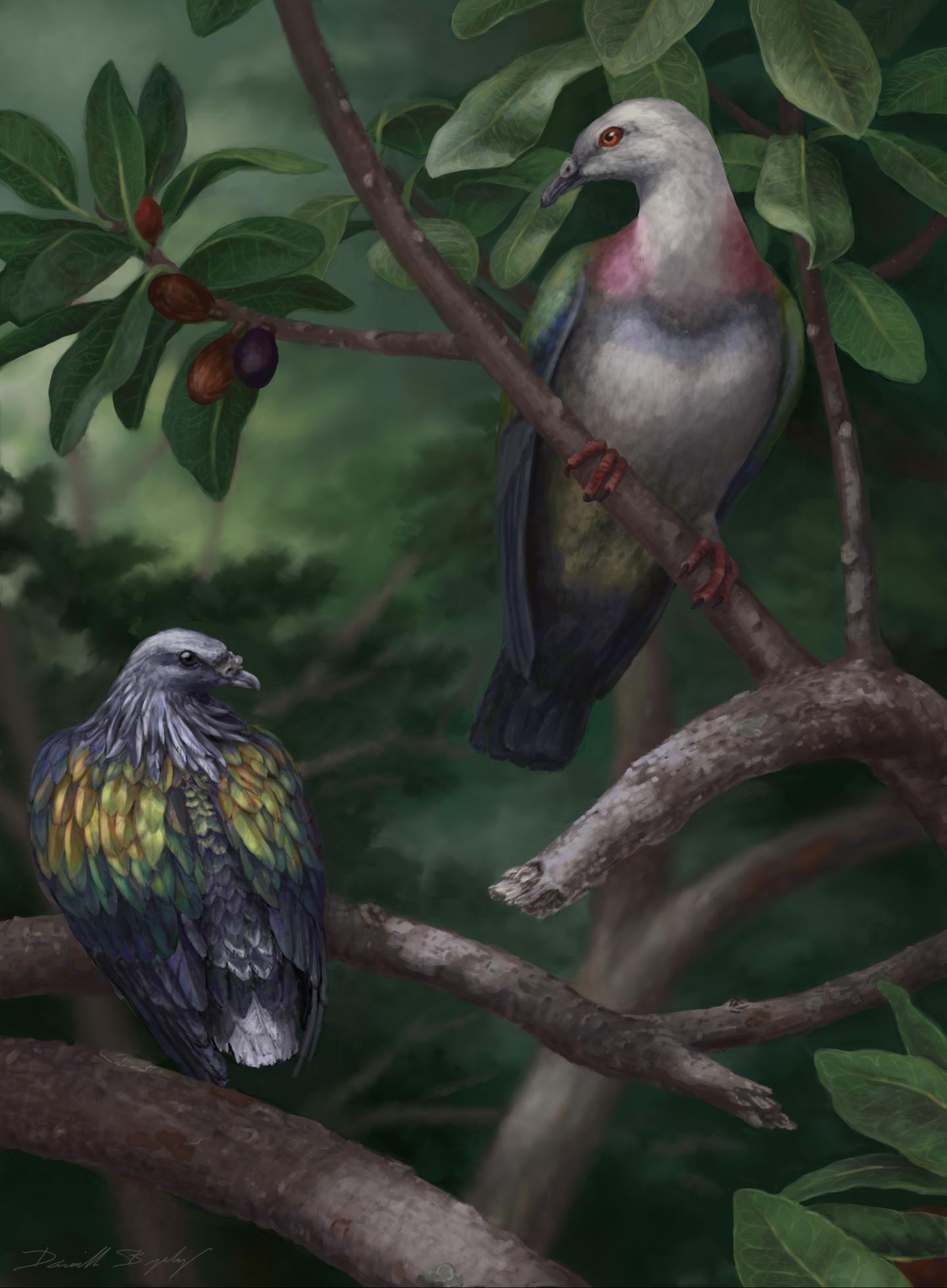 Giant Extinct Pigeon Could Swallow Tennis Ball-Sized Fruit