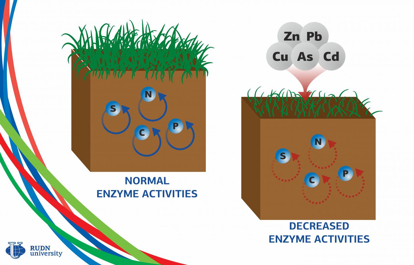 Heavy Metals Make Soil Enzymes 3 Times Weaker, Says a Soil Scientist from RUDN University