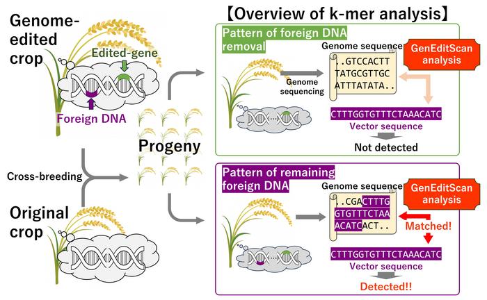 Detection of foreign DNA using GenEditScan based on k-mer analysis