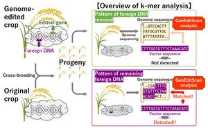 Detection of foreign DNA using GenEditScan based on k-mer analysis