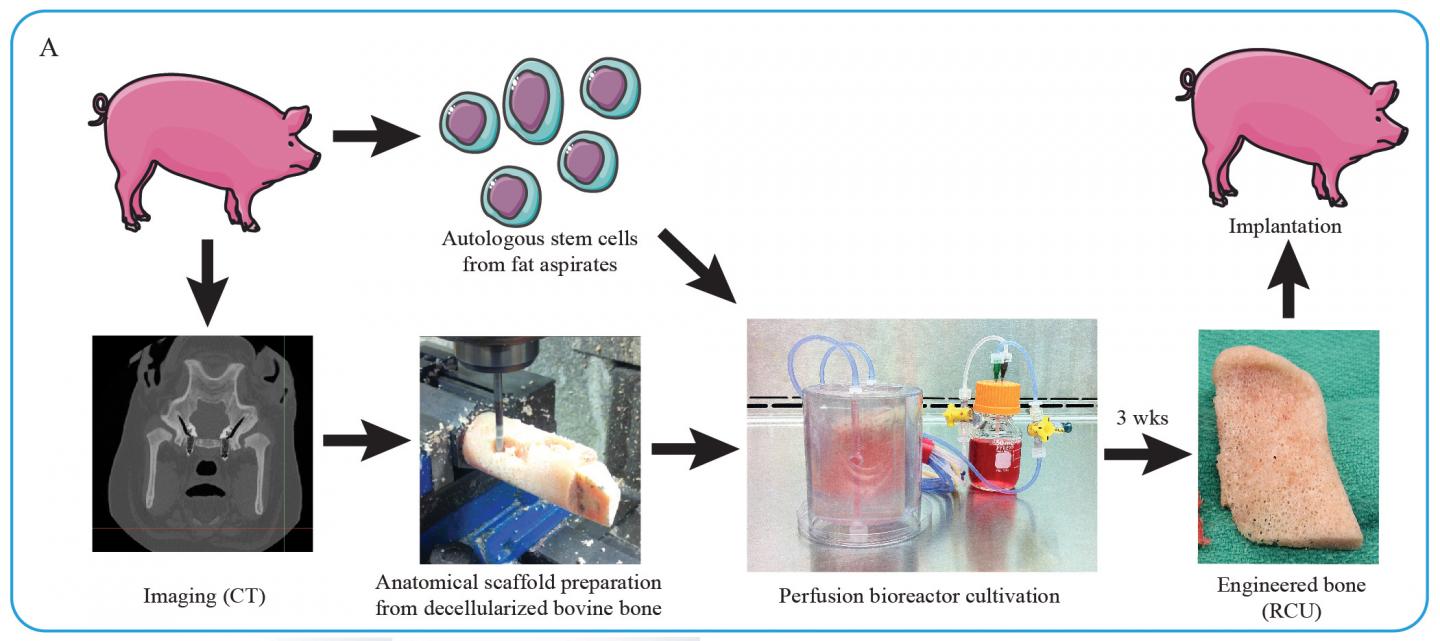 Custom-Engineered Bone Reconstructs Jaws in Pigs (1 of 2)