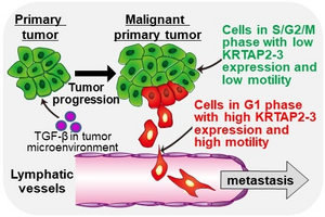 TGF-β orchestrates proliferation and migration of cancer cells via KRTAP2-3