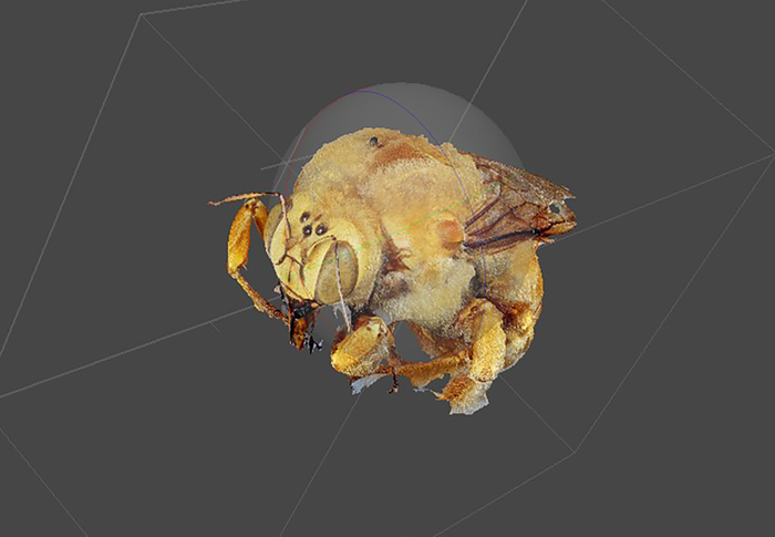 3D image of a bee specimen