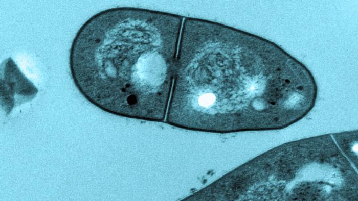 Mycobacterium spongiae under the microscope