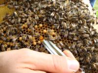 Why Do Promiscuous Queens Produce Healthier Honey Bee Colonies