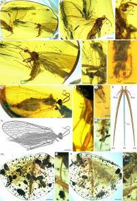 Aneuretopsychidae from Late Cretaceous Burmese amber