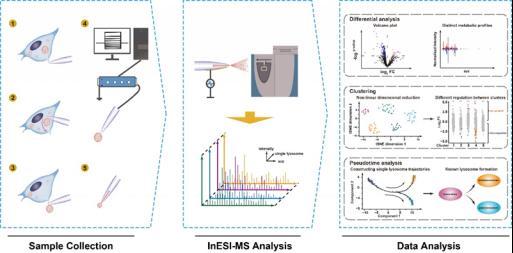 Metabolomic profiling of single enlarged lysosomes