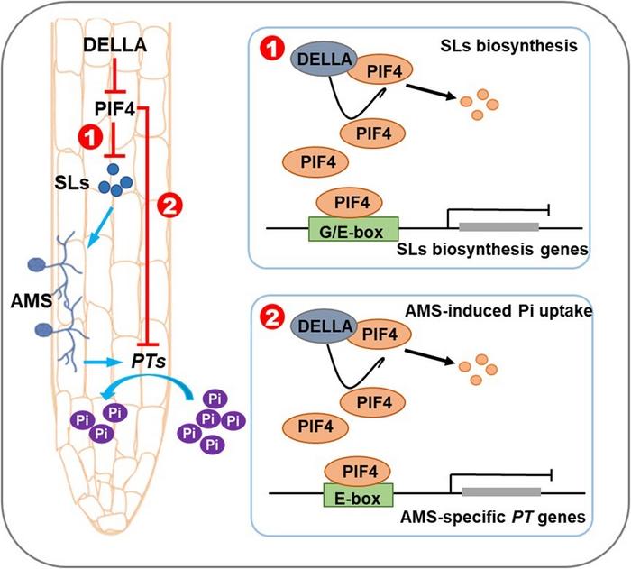 A proposed model showing SlDELLA-SlPIF4-SLs/PTs signaling pathway regulates AMS and phosphate uptake in tomato.