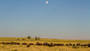 Plains bison