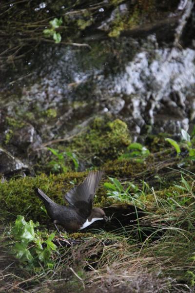 Stress in Early Life has a Lasting Impact on Male Birds' Song