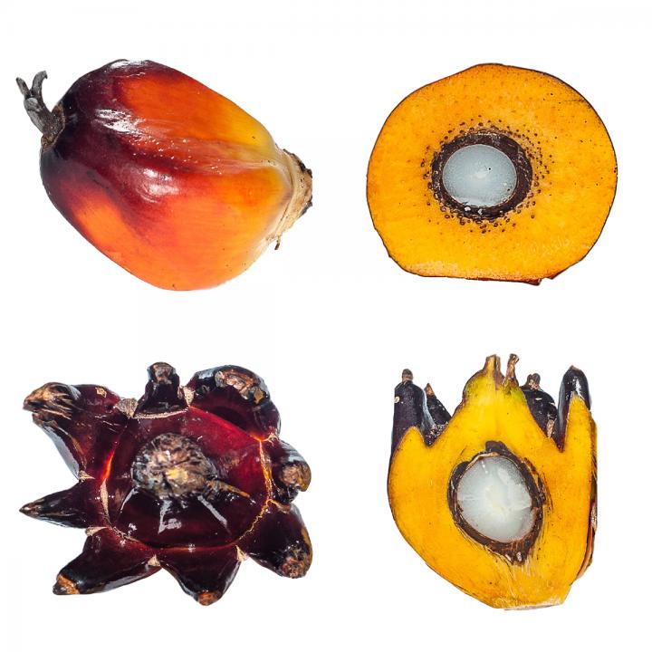 Healthy and Mantled Fruit Forms of the Oil Palm