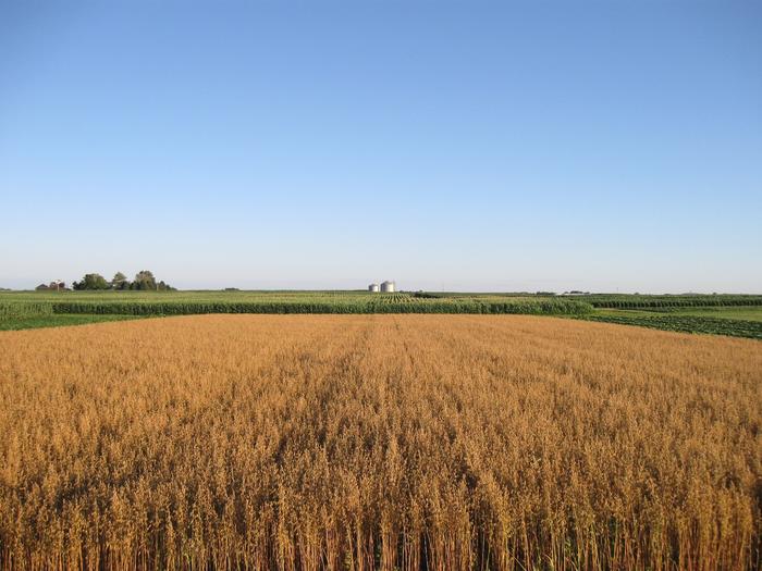 Oats and corn growing in Iowa State University field test