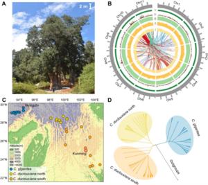 Habit, genomic landscape, geographic sampling, and phylogeny for Cupressus gigantea.