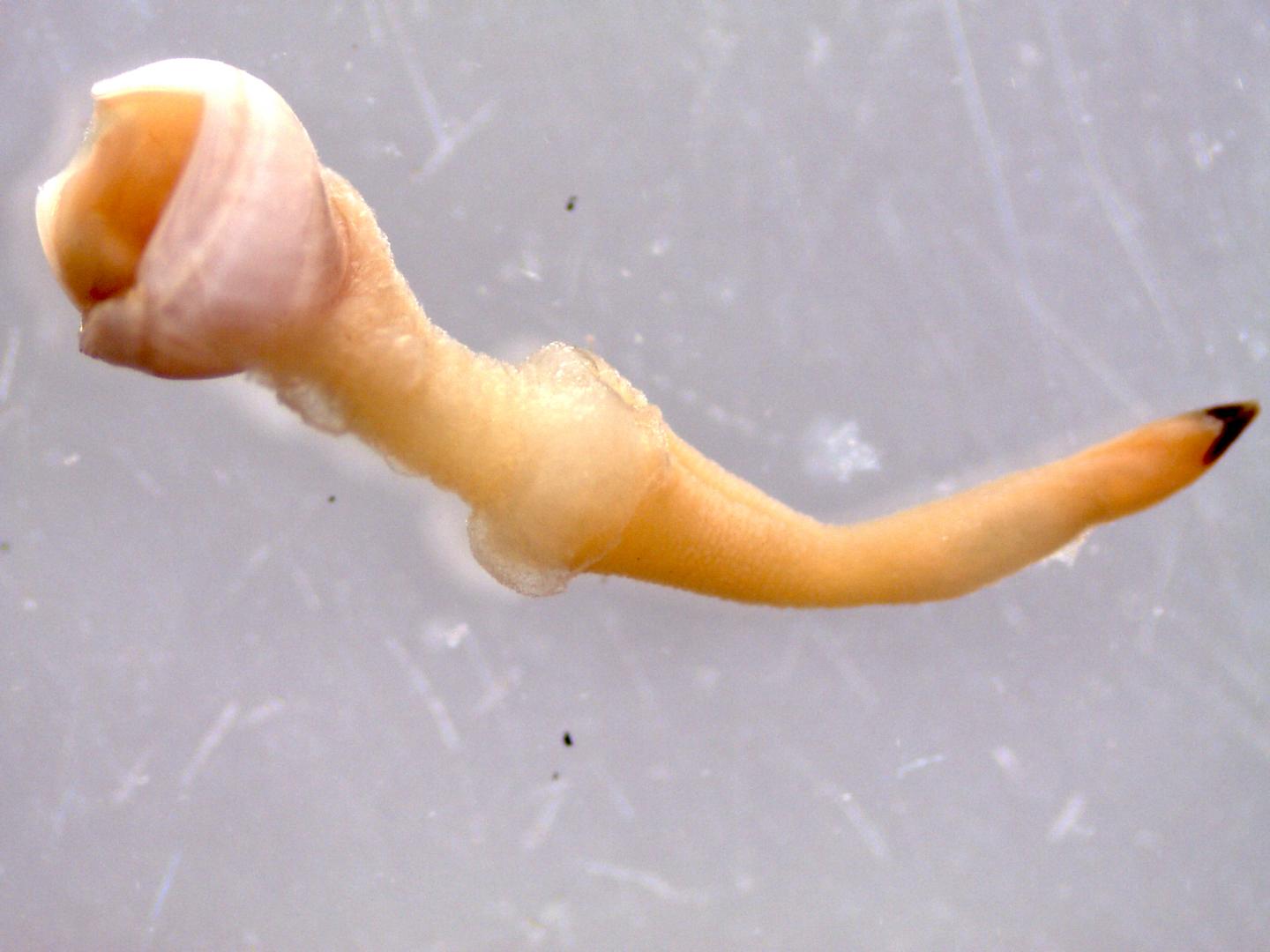 Wood-Boring Clam Close-up