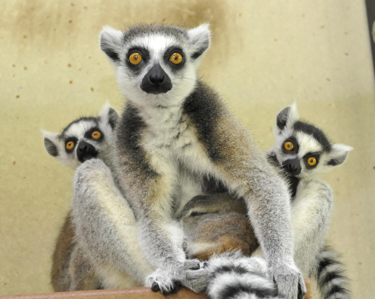 Ringtail Lemurs