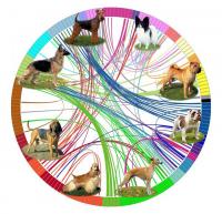 Genetic Analysis of Dog Breeds