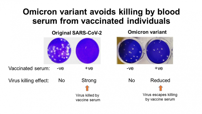 Cells infected were infected with each virus alone or virus mixed with blood serum from vaccinated persons. The cells stain blue but when the cells are killed by virus you see a hole (white) in the cell sheet. In the figure you see that the original 2020 