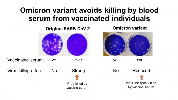 Cells infected were infected with each virus alone or virus mixed with blood serum from vaccinated persons. The cells stain blue but when the cells are killed by virus you see a hole (white) in the cell sheet. In the figure you see that the original 2020 SARS-CoV-2 is completely killed by the blood of vaccinated people but the Omicron virus killing is much reduced.