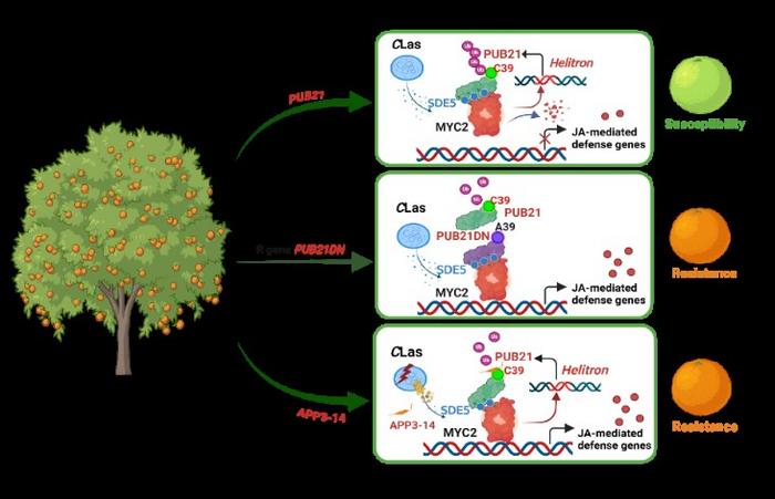 Decode natural resistance against citrus greening disease and Develop AI-designed disease treatment
