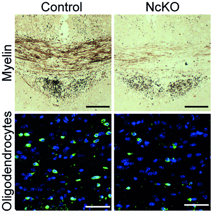 Impaired repair of chronic lesions in NcKO