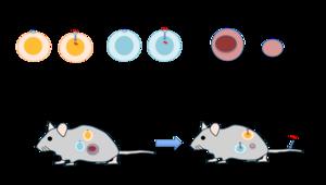 Figure 1: Mechanism of synthet [IMAGE] | EurekAlert! Science News Releases