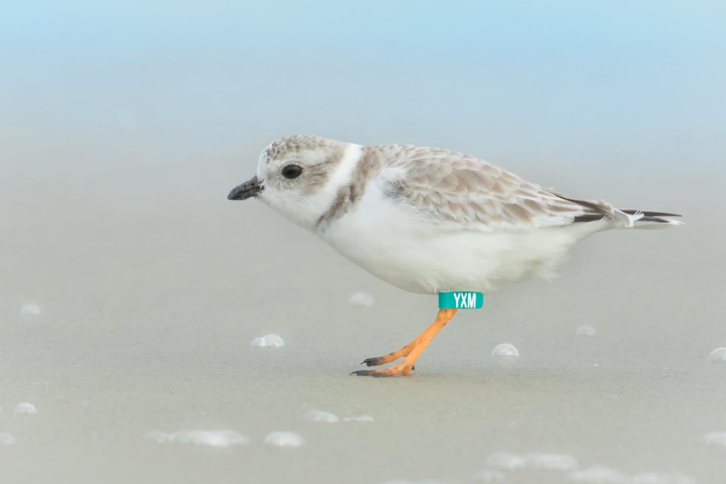 Piping Plover