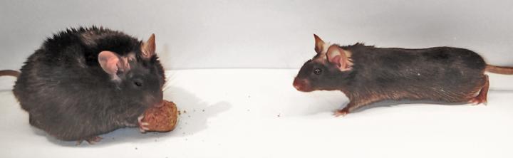 Enzyme Controls Food Intake and Drives Obesity